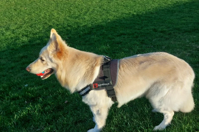 German Shepherd (Alsatian)