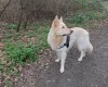 German Shepherd (Alsatian)
