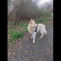 German Shepherd (Alsatian)