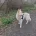 German Shepherd (Alsatian)