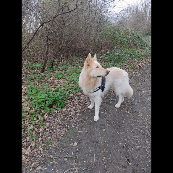 German Shepherd (Alsatian)