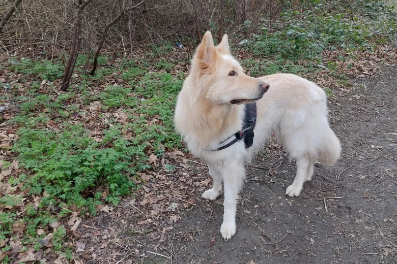 German Shepherd (Alsatian)