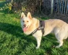 German Shepherd (Alsatian)