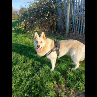 German Shepherd (Alsatian)