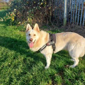 German Shepherd (Alsatian)