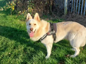 German Shepherd (Alsatian)