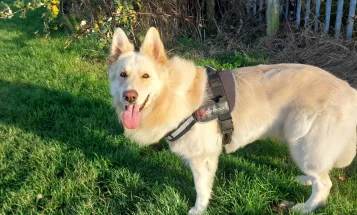 German Shepherd (Alsatian)