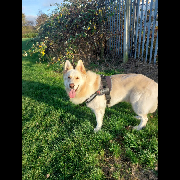 German Shepherd (Alsatian)