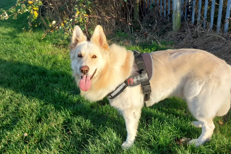 German Shepherd (Alsatian)