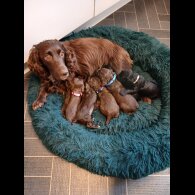 Cocker Spaniel (Working)