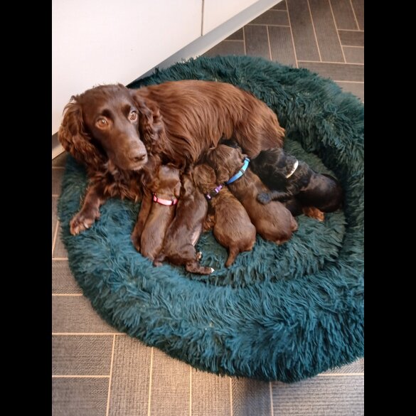 Cocker Spaniel (Working)