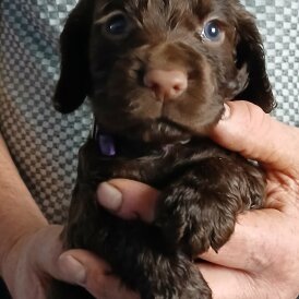 Cocker Spaniel (Working)