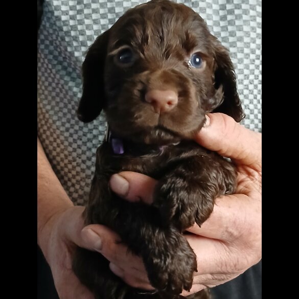 Cocker Spaniel (Working)