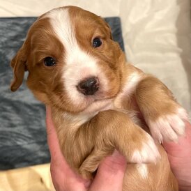 Cocker Spaniel (Working)