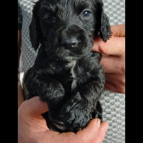 Cocker Spaniel (Working)