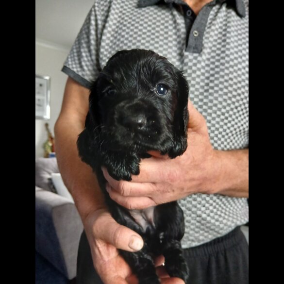 Cocker Spaniel (Working)
