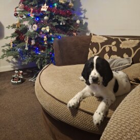 Cocker Spaniel (Working)