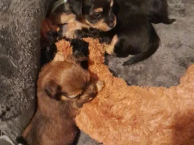 Yorkshire Terrier