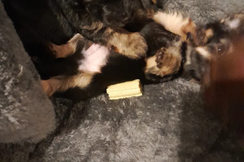 Yorkshire Terrier