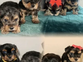 Yorkshire Terrier