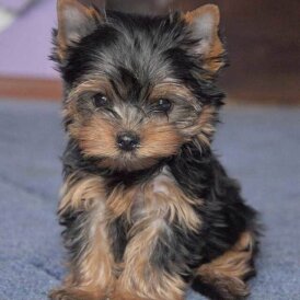 Yorkshire Terrier