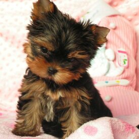 Yorkshire Terrier
