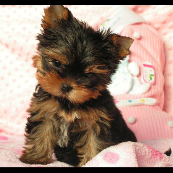 Yorkshire Terrier