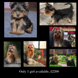 Yorkshire Terrier