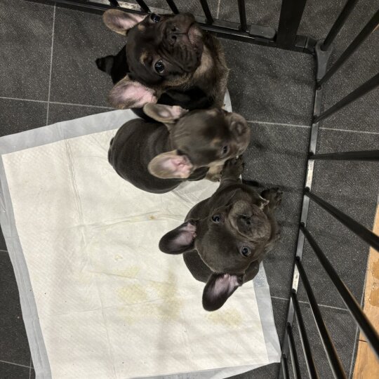 French Bulldog - Both