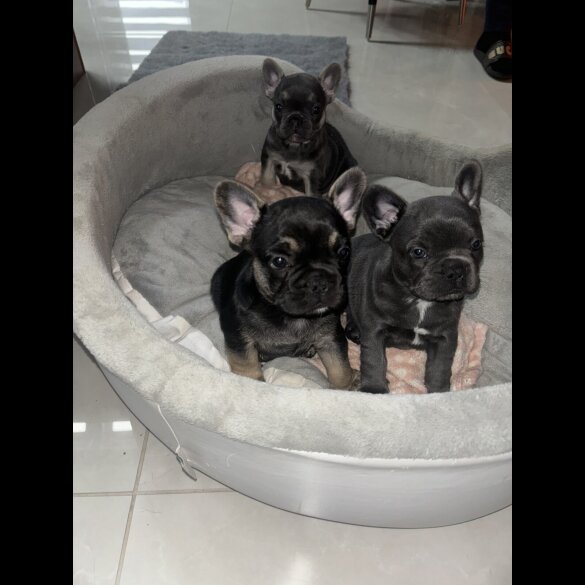 French Bulldog - Both