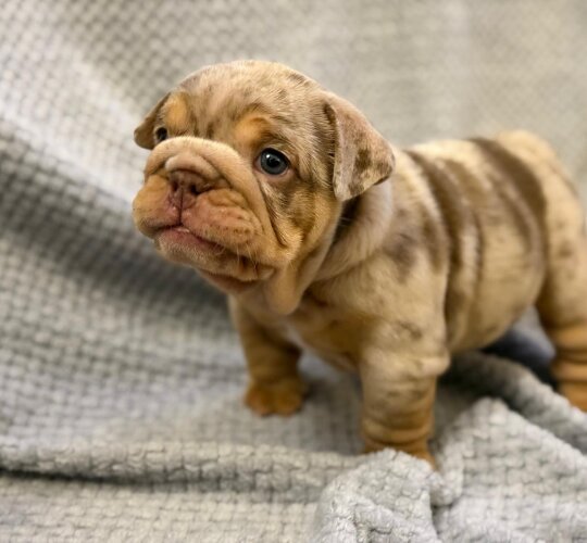 English Bulldog