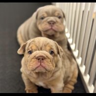 English Bulldog - Both