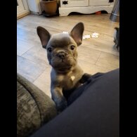 French Bulldog - Both