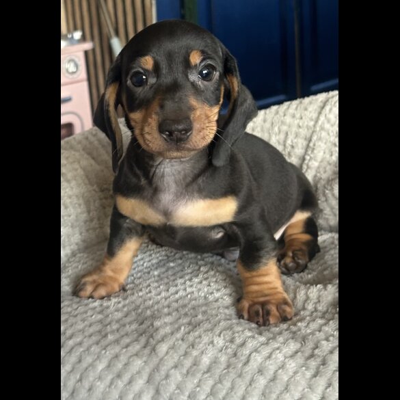 Dachshund (Standard &amp; Miniature) - Both