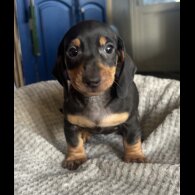 Dachshund (Standard &amp; Miniature) - Both