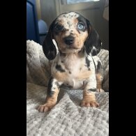 Dachshund (Standard &amp; Miniature) - Both