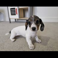 Dachshund (Standard &amp; Miniature) - Both