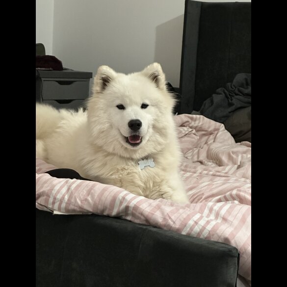 Samoyed - Both