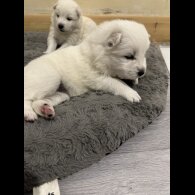 Samoyed - Both