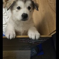 Alaskan Malamute - Both