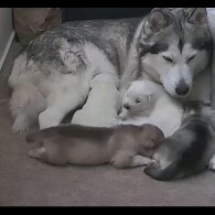 Alaskan Malamute - Both