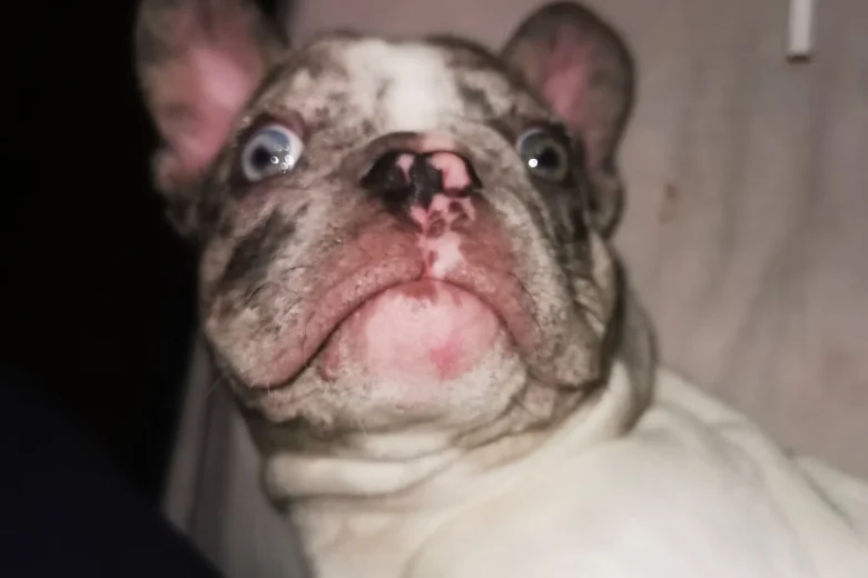 French Bulldog