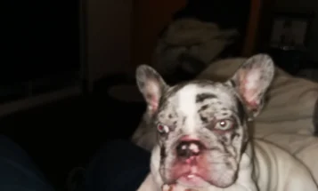 French Bulldog