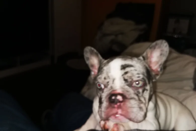 French Bulldog