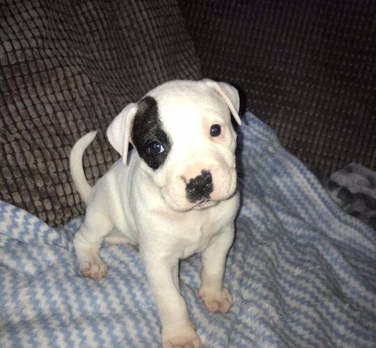 American Bulldog