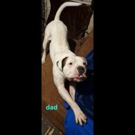 American Bulldog - Both