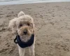 Toy Poodle