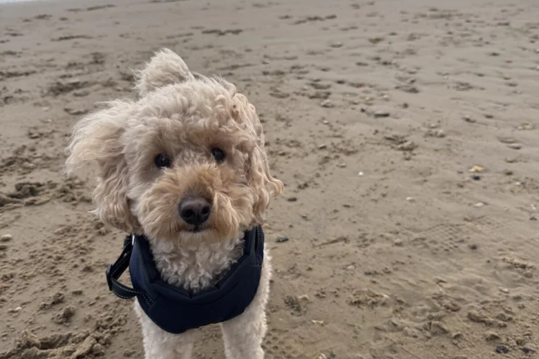 Toy Poodle