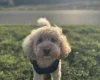 Toy Poodle