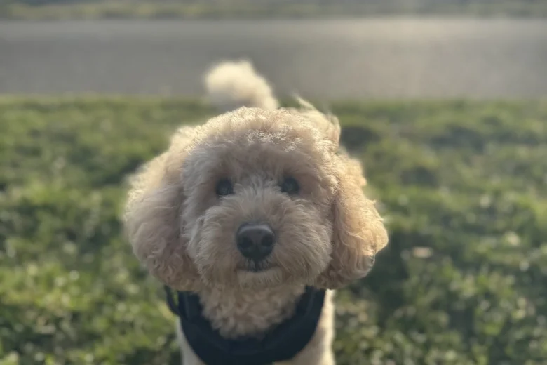 Toy Poodle